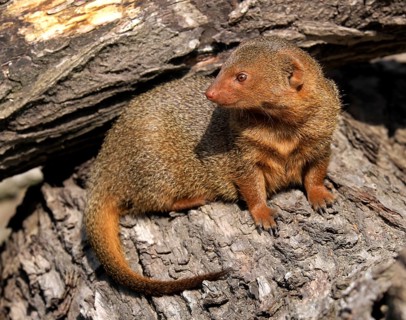 Dwarf mongoose (Helogale parvula)