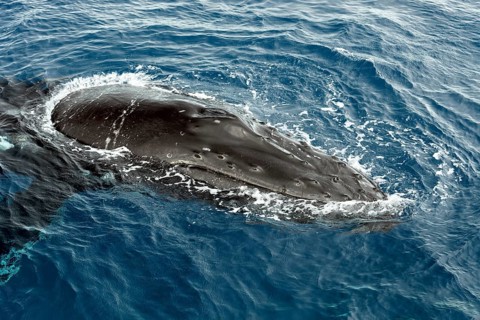 Humpback whale (Megaptera novaeangliae)