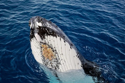 Humpback whale (Megaptera novaeangliae)