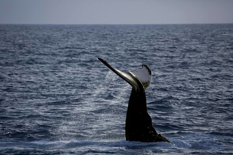 Humpback whale (Megaptera novaeangliae) species-typical behavior