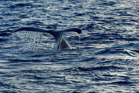 Humpback whale (Megaptera novaeangliae)