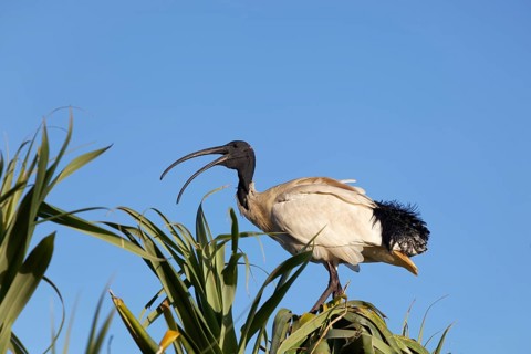 Australian White Ibis (Threskiornis molucca) sitting on tree