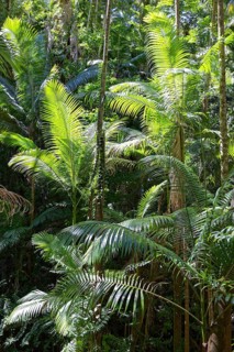 Phoenix palms (Archontophoenix)