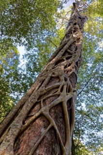 White fig (Ficus virens) clutching Tree
