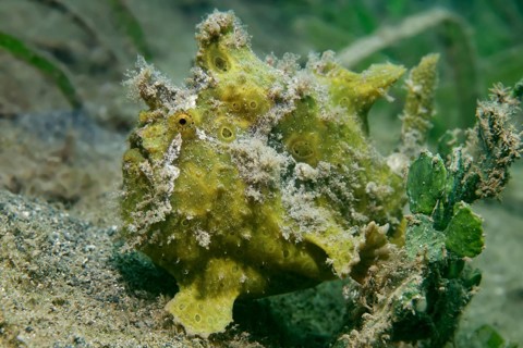 Painted Frogfish (Antennarius pictus) Green