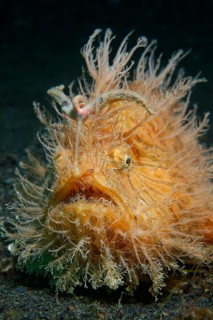 Shaggy frogfish or Hispid frogfish (Antennarius hispidus)