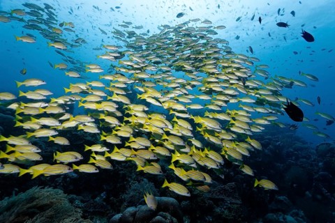 Big Fish Blue Snapper (Lutjanus kasmira) over coral reef