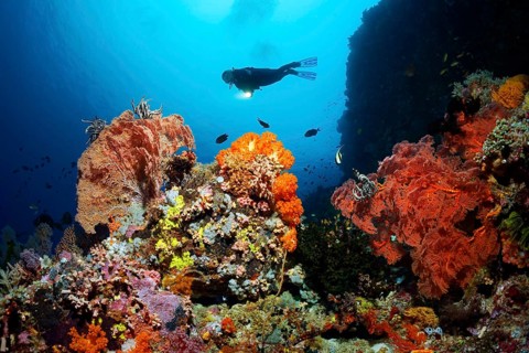 Diver near cliff