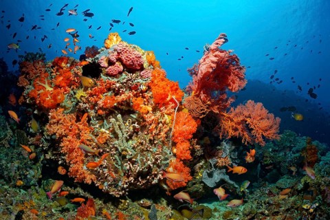 Coral colony