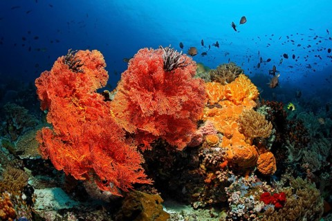 Coral colony
