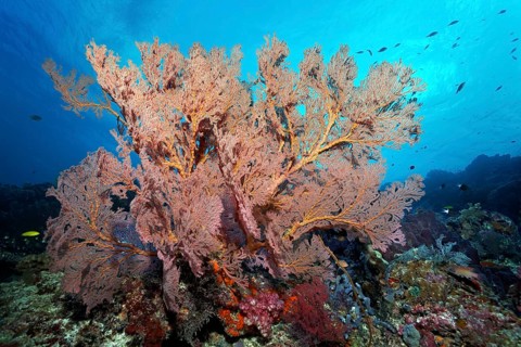Large gorgonian (Melthaea sp.)