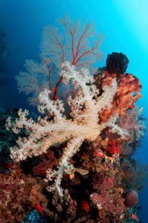 Coral reef with various soft corals (Dendronenephthya sp.)