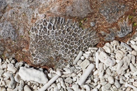 Coral break