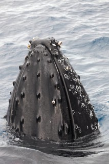 Humpback whale (Megaptera novaeangliae) with barnacles (Balanus sp.)