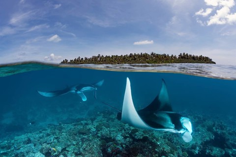 Reef manta rays (Manta alfredi) over coral reef