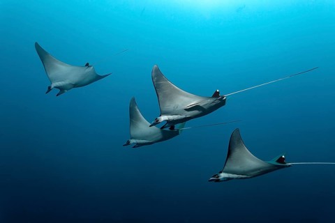Mobulas (Mobula)