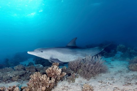 Bottlenose dolphin (Tursiops truncatus)