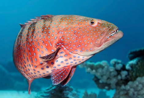 Roving coral grouper (Plectropomus pessuliferus marisrubi)