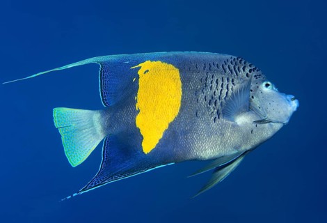 Halfmoon angelfish or (Pomacanthus maculosus)