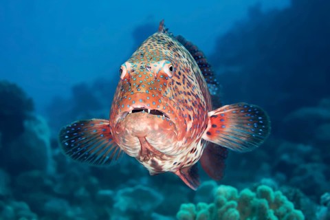 Roving coral grouper (Plectropomus pessuliferus marisrubi)