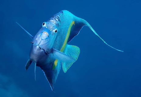 Halfmoon angelfish or (Pomacanthus maculosus)