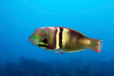 Clown coris (Coris aygula)