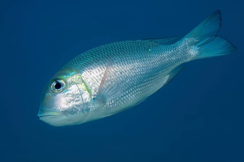 Humpnose big-eye bream (Monotaxis grandoculis) swims in the open sea