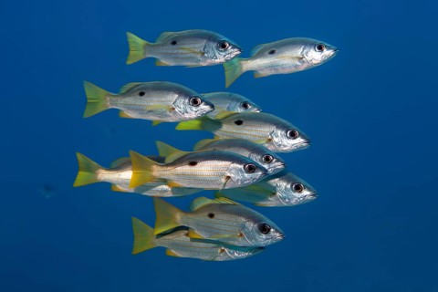 Small swarm of Ehrenberg's Snapper or (Lutjanus ehrenbergii) swimming in the open sea