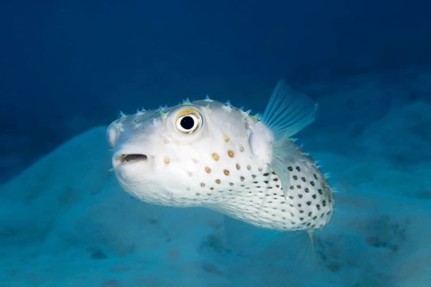 Spotbase burrfish (Chilomycterus spilostylus) swims over sandy bottom