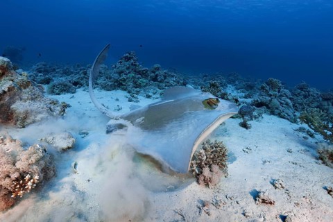 Cowtail stingray (Pastinachus sephen) starts from the sandy bottom