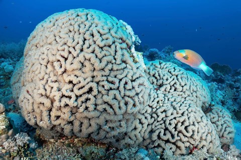 Bubble Coral (Plerogyra sinuosa) with Bullethead parrotfish (Chlorurus sordidus)