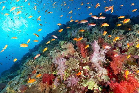 Coral reef