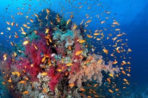 Coral reef