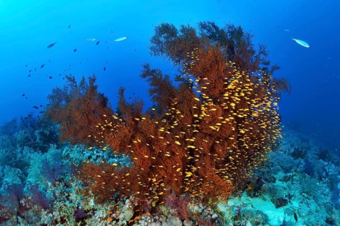 Coral Reef with Black Coral (Antipathes dichotoma) and Swarm Anthias (Anthiinae)