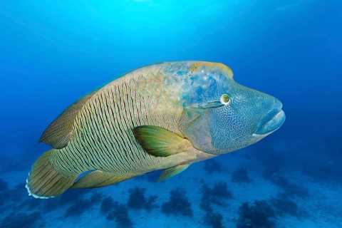 Adult Humphead Wrasse (Cheilinus undulatus) swims over spotted reefs