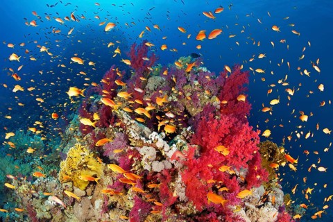 Coral reef