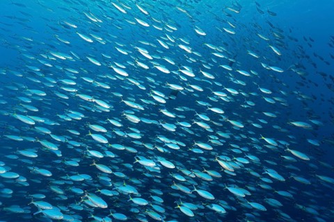 Large swarm Goldband fusiliers (Pterocaesio chrysozona) swims in the open sea