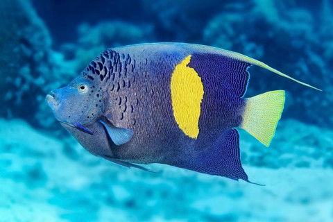 Halfmoon angelfish (Pomacanthus maculosus)