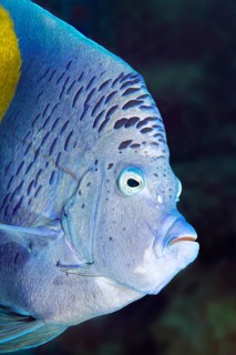 Halfmoon angelfish (Pomacanthus maculosus)