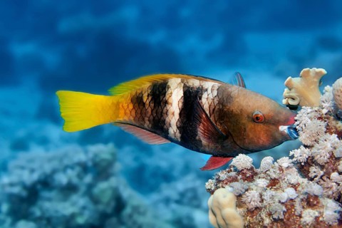 Rusty Parrotfish (Scarus ferrugineus) feeding coral