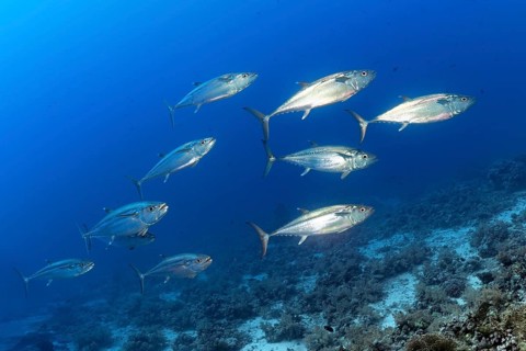 Swarm dogtooth tunas (Gymnosarda unicolor) swims over coral reef