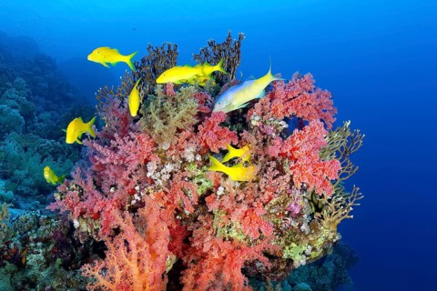 Swarm Golden Goatfishes (Parupeneus cyclostomus) looks at coral block with red Klunzinger's Soft Coral (Dendronephthya klunzingeri) for food
