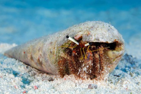 Hermit crab (Aniculus retipes) in snail shell on sandy bottom