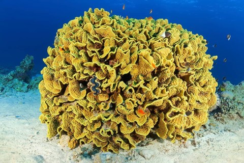 Scroll coral (Turbinaria reniformis)