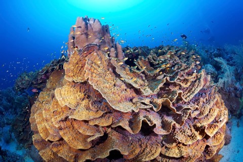 Blue Chalice (Echinopora lamellosa)