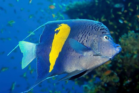 Halfmoon angelfish (Pomacanthus maculosus)