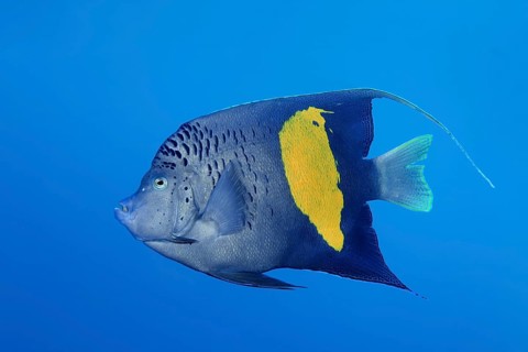 Halfmoon angelfish (Pomacanthus maculosus)