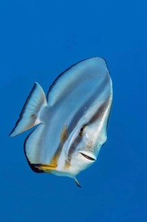 Longfin Batfish (Platax teira) Red Sea