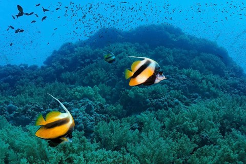 Red Sea bannerfishes (Heniochus intermedius) swim over coral reef