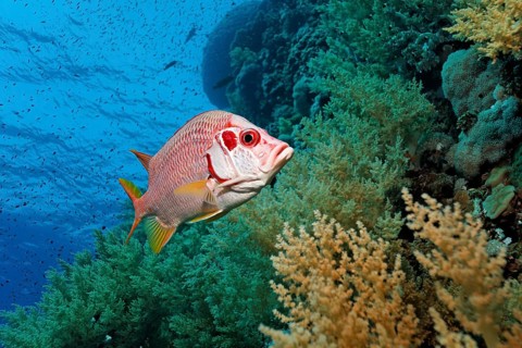 Sabre squirrelfish (Sargocentron spiniferum) swims over coral reef with Litophyton arboreum (Litophyton arboreum)